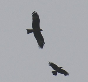 Haarahaukka (Milvus migrans) ja varis (Corvus corone cornix) 01.06.2006 Vaasa, Söderfjärden. Kuva: Jouni Kannonlahti.