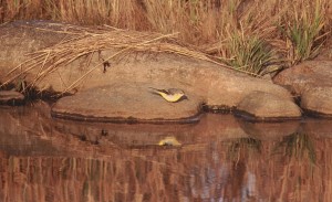 Virtavästäräkki (Motacilla cinerea), Mustasaari, Östra Norrskär 21.10.1999. Kuva: Aarne Lahti.