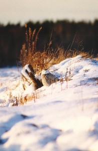 Tunturipöllö (Nyctea scandiaca) 1-kv. naaras, Vaasa, Söderfjärden 02.12.1999. Kuva: Aarne Lahti. 