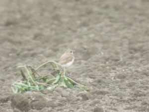 Kivitasku (Oenanthe oenanthe) 26.07.2005, Vaasa-Mustasaari, Söderfjärden. Kuva: Joel Karvonen