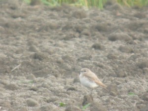 Kivitasku (Oenanthe oenanthe) 26.07.2005, Vaasa-Mustasaari, Söderfjärden. Kuva: Joel Karvonen