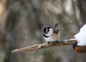 Töyhtö- ja hömötiaisen risteymä (Parus cristatus x montanus) 21.01.2007 Vaasa, Vanha Vaasa. Kuva: Pekka Mäkynen.