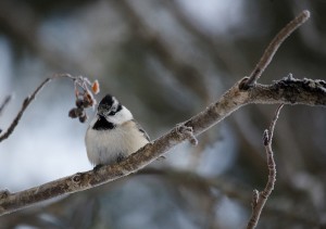 Töyhtö- ja hömötiaisen risteymä (Parus cristatus x montanus) 21.01.2007 Vaasa, Vanha Vaasa. Kuva: Pekka Mäkynen.