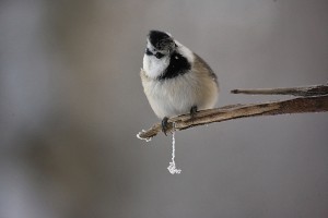 Töyhtö- ja hömötiaisen risteymä (Parus cristatus x montanus) 21.01.2007 Vaasa, Vanha Vaasa. Kuva: Pekka Mäkynen.