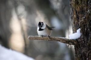 Töyhtö- ja hömötiaisen risteymä (Parus cristatus x montanus) 21.01.2007 Vaasa, Vanha Vaasa. Kuva: Pekka Mäkynen.