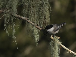 Hömötianen (Parus montanus) 18.03.2009 Mustasaari, Rimal. Kuva: Aarne Lahti.