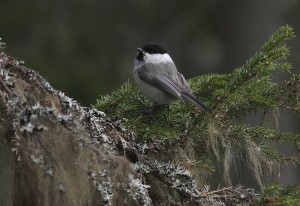 Hömötianen (Parus montanus) 18.03.2009 Mustasaari, Rimal. Kuva: Aarne Lahti.