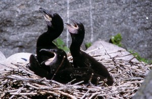 Merimetsonuorukaisia Merenkurkun saaristossa heinäkuussa 2001. Kuva: Aarne Lahti. 