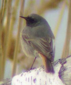 Mustaleppälintu (Phoenicurus ochruros) 1/ 18.04.2004, Korsnäs, Södra Björkö. Kuva: Aleksis Hahn. 