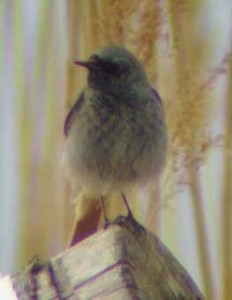 Mustaleppälintu (Phoenicurus ochruros) 1/ 18.04.2004, Korsnäs, Södra Björkö. Kuva: Aleksis Hahn. 