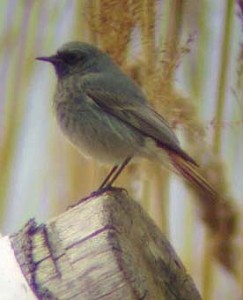 Mustaleppälintu (Phoenicurus ochruros) 1/ 18.04.2004, Korsnäs, Södra Björkö. Kuva: Aleksis Hahn. 