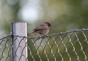 Mustaleppälintu (Phoenicurus ochruros) 06.06.2006 Vaasa, Vaskiluoto. Kuva: Tommy Södergård. 