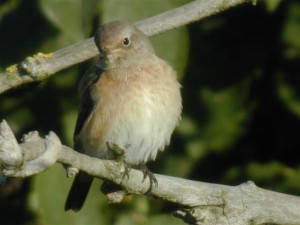 Leppälintu (Phoenicurus phoenicurus) 31.08.2003 Vaasa, Suvilahden kaatopaikka. Kuva: Joel Karvonen.