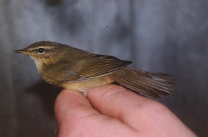 Ruskouunilintu (Phylloscopus fuscatus), Mustasaari, Östra Norrskär 17.10.2001. Kuva: Aarne Lahti.