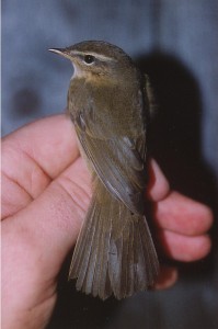 Ruskouunilintu (Phylloscopus fuscatus), Mustasaari, Östra Norrskär 17.10.2001. Kuva: Aarne Lahti.