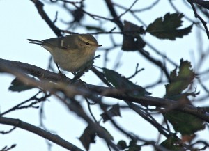 Kashmirinuunilintu (Phylloscopus humei) 11.10.2008 Mustasaari, Norrskär. Kuva: Aarne Lahti.