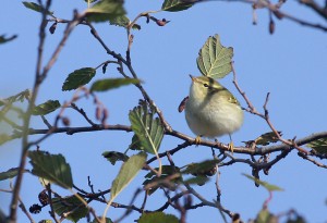 Taigauunilintu (Phylloscopus inornatus) 08.10.2008 Mustasaari, Norrskär. Kuva: Aarne Lahti