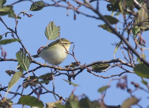 Taigauunilintu (Phylloscopus inornatus) 08.10.2008 Mustasaari, Norrskär. Kuva: Aarne Lahti