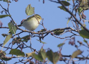 Taigauunilintu (Phylloscopus inornatus) 08.10.2008 Mustasaari, Norrskär. Kuva: Aarne Lahti