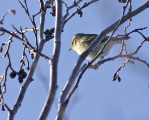 Taigauunilintu (Phylloscopus inornatus) 08.10.2008 Mustasaari, Norrskär. Kuva: Aarne Lahti