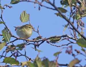 Taigauunilintu (Phylloscopus inornatus) 08.10.2008 Mustasaari, Norrskär. Kuva: Aarne Lahti