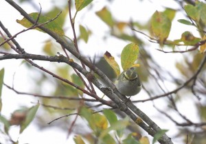 Hippiäisuunilintu (Phylloscopus proregulus) 07.10.2007 Mustasaari, Östra Norrskär. Kuva: Aarne Lahti.