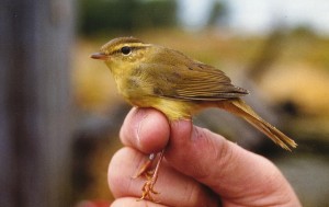 Siperianuunilintu (Phylloscopus schwarzi), Mustasaari, Norrskär 29.09.1999. Kuva: Aarne Lahti.