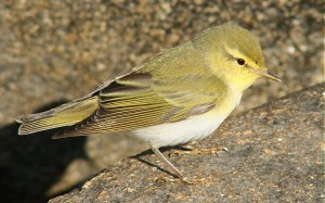 Sirittäjä (Phylloscopus sibilatrix) 07.05.2006 Mustasaari, Östra Norrskär. Kuva: Aarne Lahti.