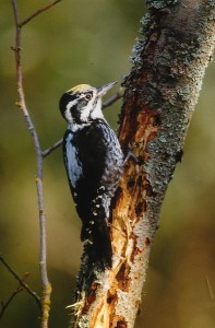 Pohjantikka (Picoides tridactylus), Mustasaari, Norrskär 16.10.1998. Kuva: Aarne Lahti.