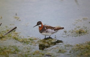 Vesipääsky (Phalaropus lobatus) naaras, Korsnäs, Västanlid 06.1998. Kuva: Aarne Lahti. 