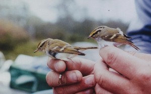 Taiga- ja hippiäisuunilintu (Phylloscopus inornatus + Phylloscopus proregulus), Mustasaari, Östra Norrskär 04.10.1992. Kuva: Aarne Lahti.