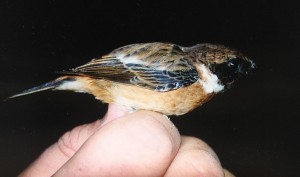 Mustapäätasku (Saxicola torquata rubicola), Mustasaari, Östra Norrskär 30.09.1999. Kuva: Aarne Lahti.