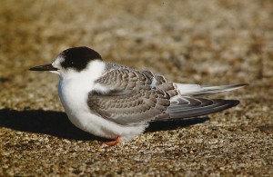 Lapintiira (Sterna paradisaea) juv., Mustasaari, Norrskär 09.1997. Kuva: Aarne Lahti. 