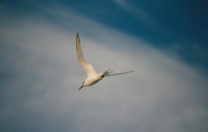 Riuttatiira (Sterna sandvicensis) jp., Korsnäs, Bräckskäret 17.04.1987. Kuva: Jari Keskinen.