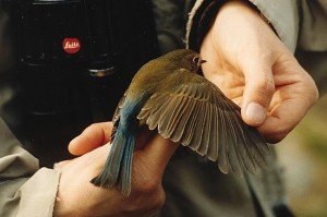 Sinipyrstö (Tarsiger cyanurus), Mustasaari, Östra Norrskär 10.1995. Kuva: Arto Keskinen. 