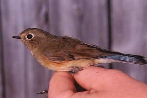 Sinipyrstö (Tarsiger cyanurus) 1-kv., Mustasaari, Norrskär 12.09.2000. Kuva: Aarne Lahti.