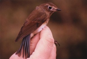 Sinipyrstö (Tarsiger cyanurus), Mustasaari, Norrskär 24.09.1990. Kuva: Aarne Lahti.