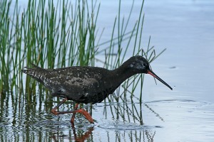 Mustaviklo (Tringa erythropus) 23.07.2007 Vaasa, Öskatan. Kuva: Aarne Lahti.