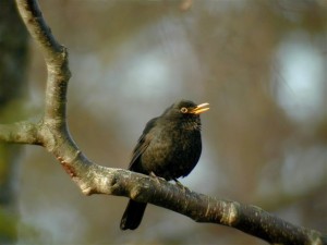 Mustarastas (Turdus merula) 04.05.2003 Maalahti, Bockören. Kuva: Joel Karvonen.