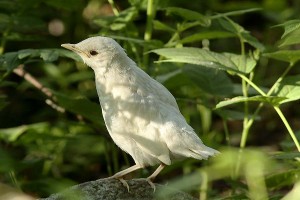 Räkättirastas (Turdus pilaris) 06.2007 Vaasa, Isolahti. Kuva: Jan Nyman.