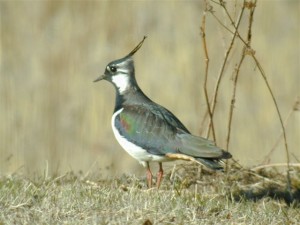 Töyhtöhyyppä (Vanellus vanellus) 25.04.2003 Mustasaari, Vassorfjärden. Kuva: Joel Karvonen.