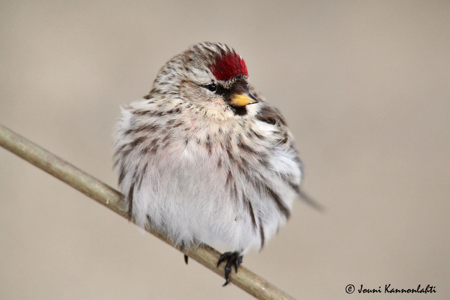 Urpiainen (Carduelis flammea) Kuv: Jouni Kannonlahti