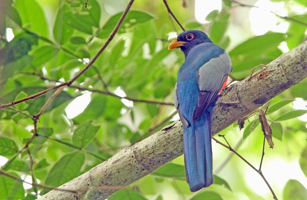 Kuva 24. Mustapyrstötrogoni (Trogon melanurus) puuston kätkössä, kuva Aarne Lahti.