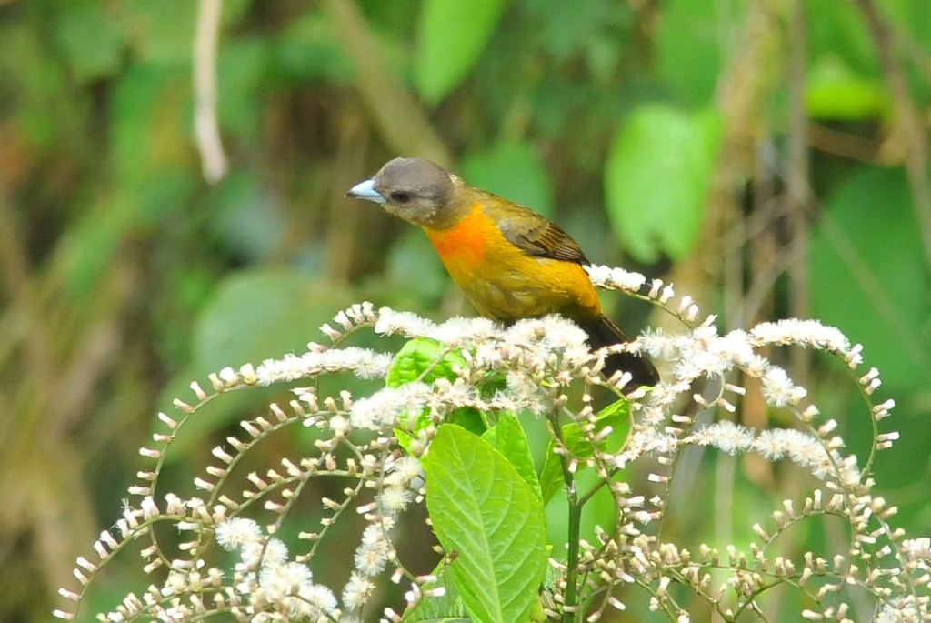 Kuva 21. Cherrie´s Tanager (Ramphocelus costaricensis) Chiriquin ylängöillä, kuva Timo Lahti.