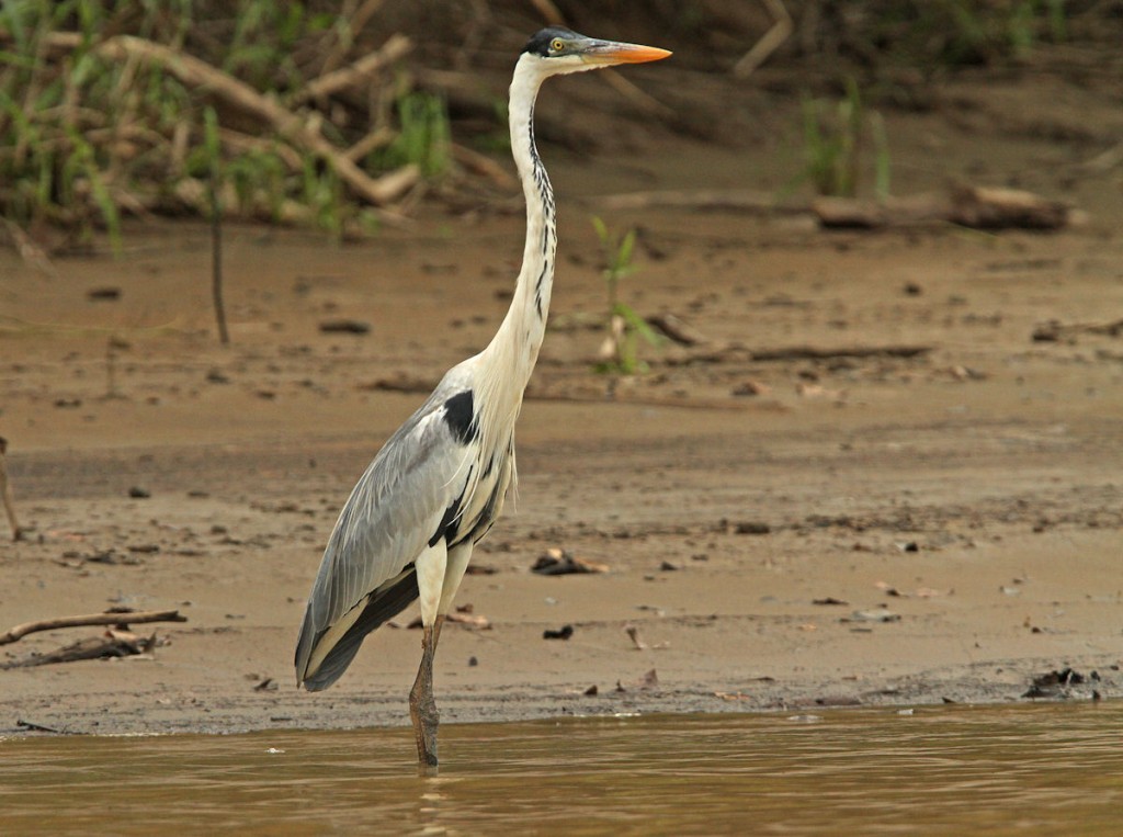 Kuva 30. Eteläamerikanhaikaroita (Ardea cocoi) näemme eniten Tuira-joen varrella, kuva Aarne Lahti.