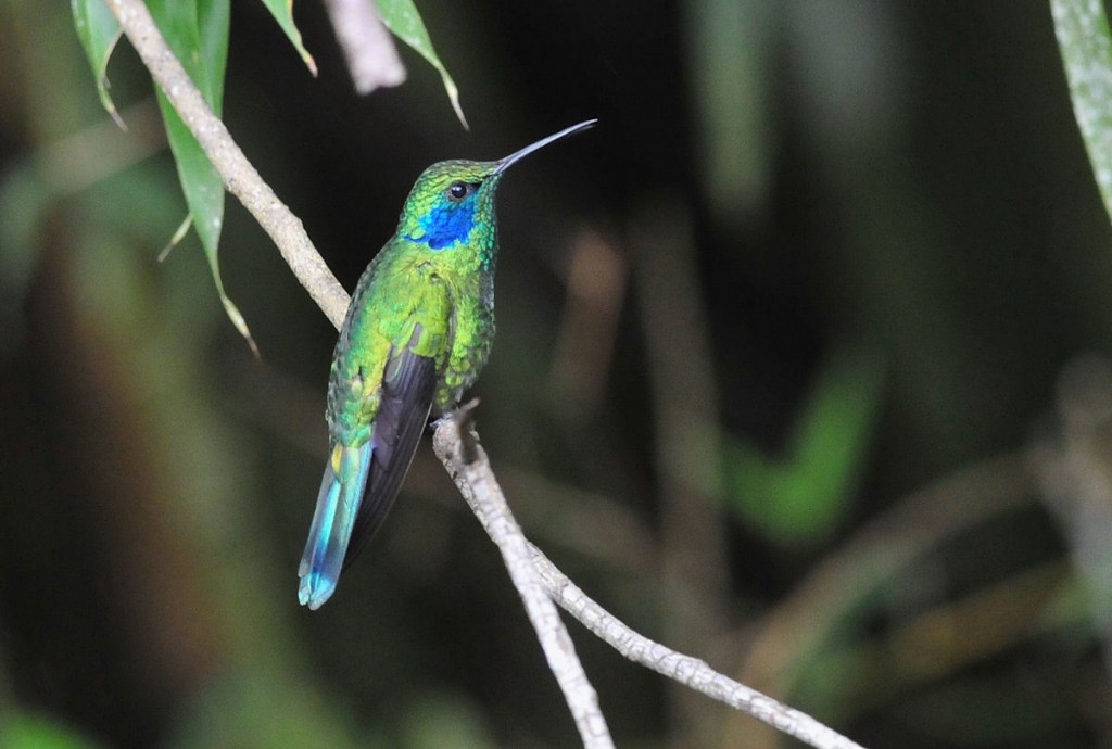 Kuva 14. Viherorvokkikolibri (Colibri thalassinus) Cielito Surin kolibriruokinnalla, kuva Timo Lahti.