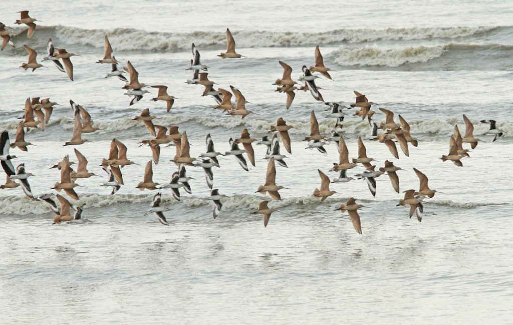 Kuva 1. Ruostekuireja (Limosa fedoa) ja preeriavikloja (Tringa semipalmata) Costa del Estellä Panama Cityn rannalla, kuva Aarne Lahti.