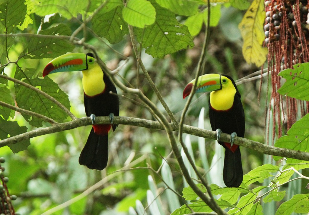 Kuva 5. Rikkitukaanit (Ramphastos sulfuratus) Metropolitan Nature Parkissa, kuva Aarne Lahti.