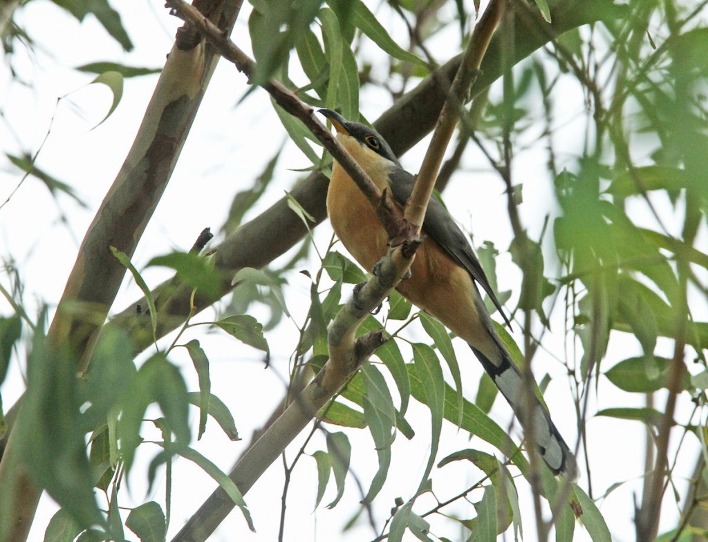 Kuva 3. Harvinainen mangrovekäki (Coccyzus minor) Panama Cityn rantapuustossa, kuva Aarne Lahti.