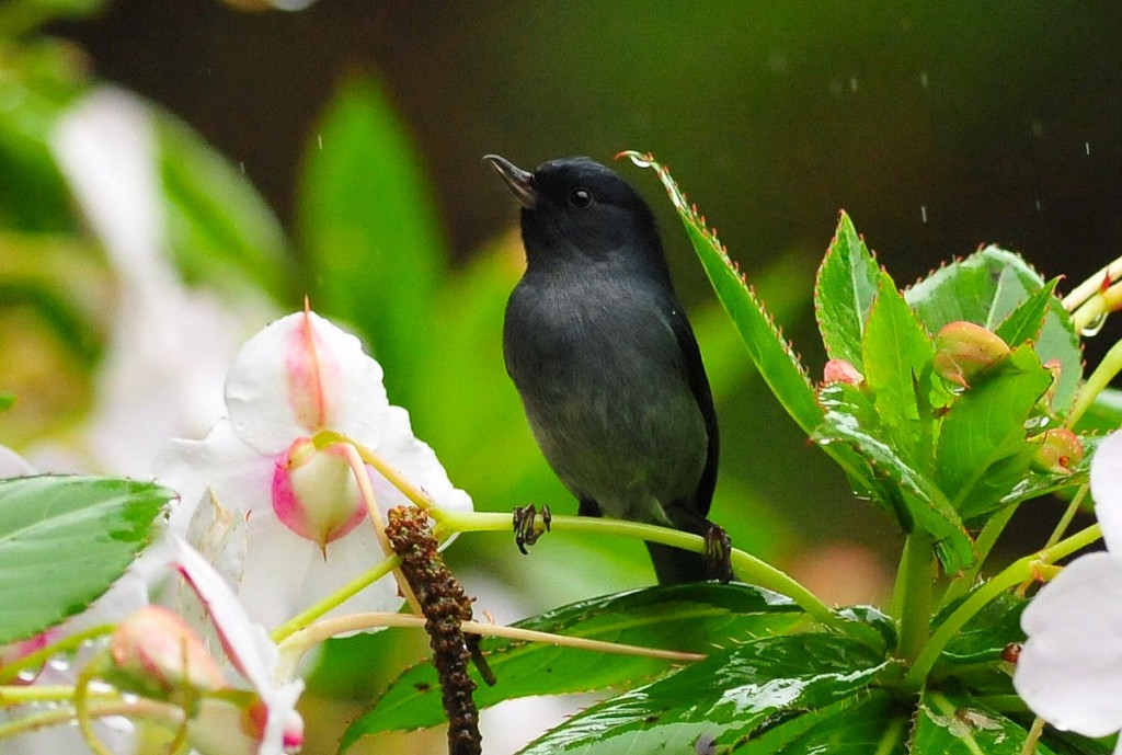 Kuva 12. Lyijypuhkojia (Diglossa plumbea) näemme vain Chiriquin ylängöillä, kuva Timo Lahti.